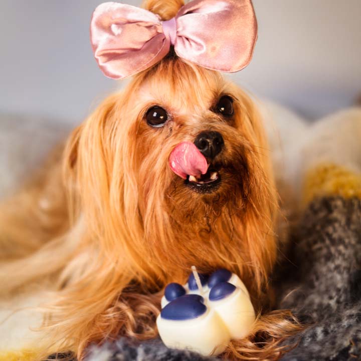 Świeca sojowa - psia łapka